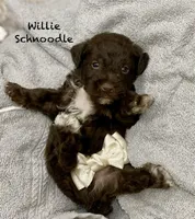 Willie mini, a male Schnoodle for sale in Williamson, NY – Photo 4 of 10