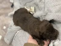 Willie mini, a male Schnoodle for sale in Williamson, NY – Photo 10 of 10