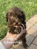 Willie mini, a male Schnoodle for sale in Williamson, NY – Photo 5 of 10