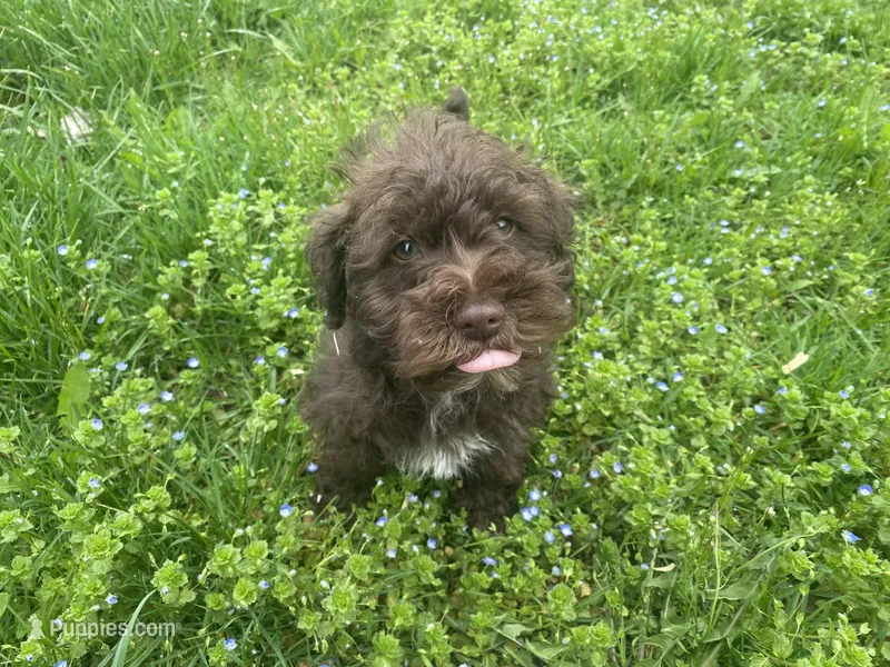 Willie mini – Schnoodle puppy for sale in Williamson, NY