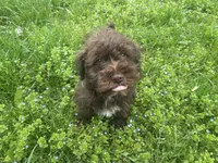 Willie mini, a male Schnoodle for sale in Williamson, NY – Photo 1 of 10