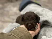 Willie mini, a male Schnoodle for sale in Williamson, NY – Photo 7 of 10