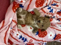 Dove, a female Poodle - Miniature  and Miniature Goldendoodle for sale in Williamson, NY – 7 of 8