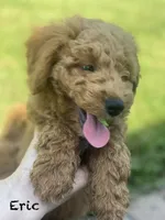 Erik F1BB mini, a male Miniature Goldendoodle for sale in Williamson, NY – 6 of 10