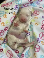 Bunny Mini , a female Goldendoodle and Poodle - Miniature  for sale in Williamson, NY – 7 of 9