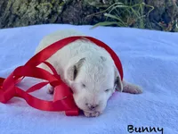 Bunny Mini , a female Goldendoodle and Poodle - Miniature  for sale in Williamson, NY – 6 of 9