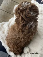 Markie Ruby Mini , a male Poodle - Miniature  for sale in Williamson, NY – 6 of 8