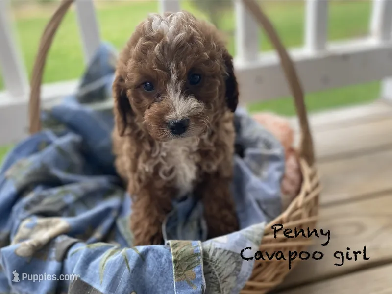 Penny – Cavapoo, Cavalier King Charles Spaniel puppy for sale in Williamson, NY