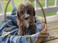 Penny, a female Cavapoo and Cavalier King Charles Spaniel for sale in Williamson, NY – 1 of 8