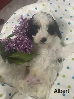 Albert mini, a male Cavapoo for sale in Williamson, NY – 3 of 9
