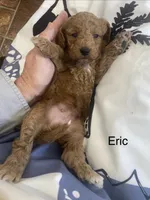 Erik F1BB mini, a male Miniature Goldendoodle for sale in Williamson, NY – 3 of 6