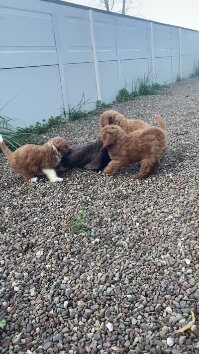 Stan, a male Miniature Goldendoodle for sale in Williamson, NY – 7 of 7