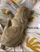 Fonzie , a female Goldendoodle for sale in Williamson, NY – 9 of 9