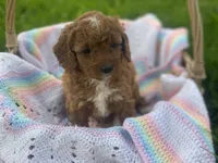 Noah , a male Cavapoo and Poodle - Miniature  for sale in Williamson, NY – 4 of 7