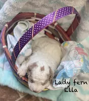 Lady Fern Ella , a female Goldendoodle and Poodle - Miniature  for sale in Williamson, NY – Photo 9 of 9