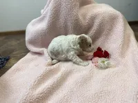 Lady Fern Ella , a female Goldendoodle and Poodle - Miniature  for sale in Williamson, NY – Photo 6 of 9