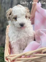 Lady Fern Ella , a female Goldendoodle and Poodle - Miniature  for sale in Williamson, NY – Photo 2 of 9
