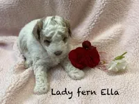 Lady Fern Ella , a female Goldendoodle and Poodle - Miniature  for sale in Williamson, NY – Photo 4 of 9