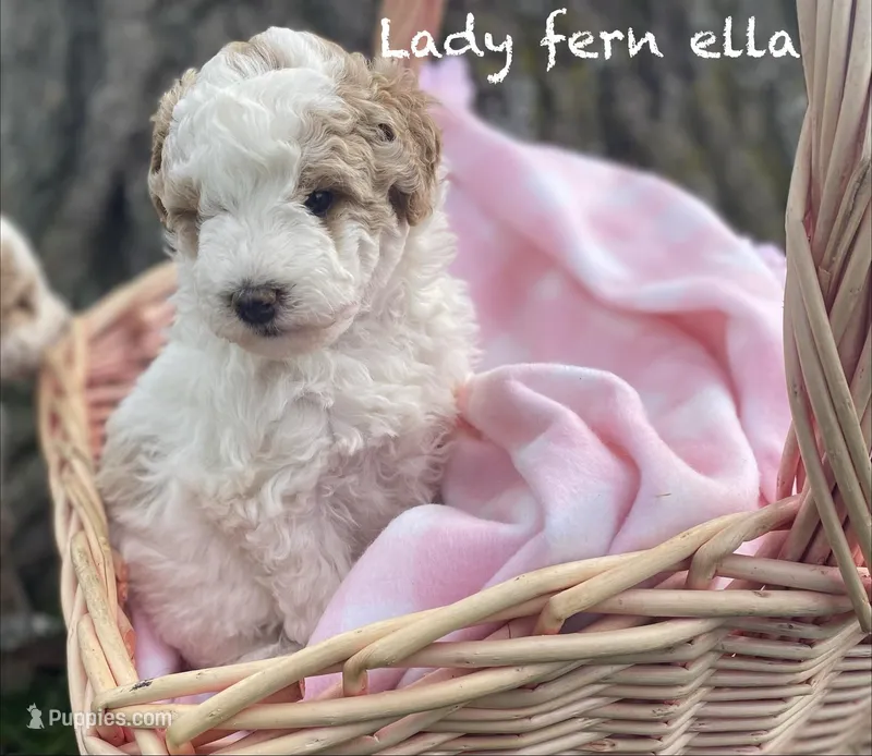 Lady Fern Ella  – Goldendoodle, Poodle - Miniature  puppy for sale in Williamson, NY