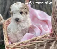 Lady Fern Ella , a female Goldendoodle and Poodle - Miniature  for sale in Williamson, NY – Photo 1 of 9