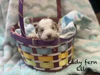 Lady Fern Ella , a female Goldendoodle and Poodle - Miniature  for sale in Williamson, NY – Photo 7 of 9