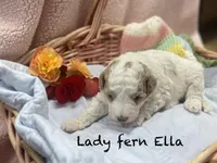 Lady Fern Ella , a female Goldendoodle and Poodle - Miniature  for sale in Williamson, NY – Photo 8 of 9