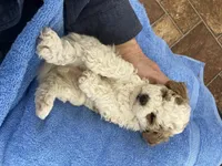 Lady Fern Ella , a female Goldendoodle and Poodle - Miniature  for sale in Williamson, NY – Photo 10 of 10