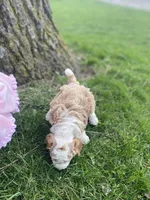 Lady Fern Ella , a female Goldendoodle and Poodle - Miniature  for sale in Williamson, NY – Photo 3 of 9