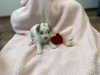 Lady Fern Ella , a female Goldendoodle and Poodle - Miniature  for sale in Williamson, NY – Photo 5 of 9