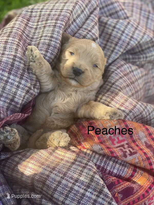 Peaches larger mini  – Goldendoodle, Golden Retriever puppy for sale in Williamson, NY