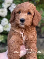 Fanny mini , a female Miniature Goldendoodle for sale in Williamson, NY – 2 of 8