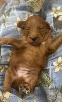 Fiddles mini , a female Miniature Goldendoodle for sale in Williamson, NY – 7 of 8