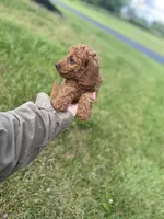 John , a male Cavapoo and Cavalier King Charles Spaniel for sale in Williamson, NY – 5 of 7