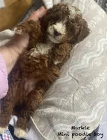 Markie Ruby Mini , a male Poodle - Miniature  for sale in Williamson, NY – 3 of 8