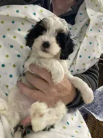 Albert mini, a male Cavapoo for sale in Williamson, NY – 7 of 9