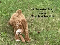Milkshake , a male Goldendoodle for sale in Williamson, NY – 2 of 7