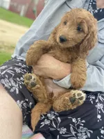 Belle f1B , a female Goldendoodle for sale in Williamson, NY – 7 of 8
