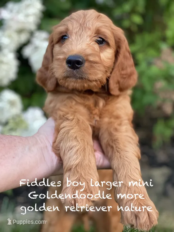 Fiddles mini  – Miniature Goldendoodle puppy for sale in Williamson, NY