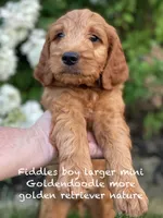 Fiddles mini , a female Miniature Goldendoodle for sale in Williamson, NY – 1 of 8