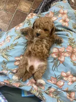 Dove, a female Poodle - Miniature  and Miniature Goldendoodle for sale in Williamson, NY – 8 of 8