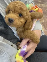 Tucker Mini , a male Miniature Goldendoodle for sale in Williamson, NY – 6 of 8