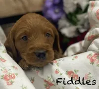 Fiddles mini , a female Miniature Goldendoodle for sale in Williamson, NY – 5 of 8