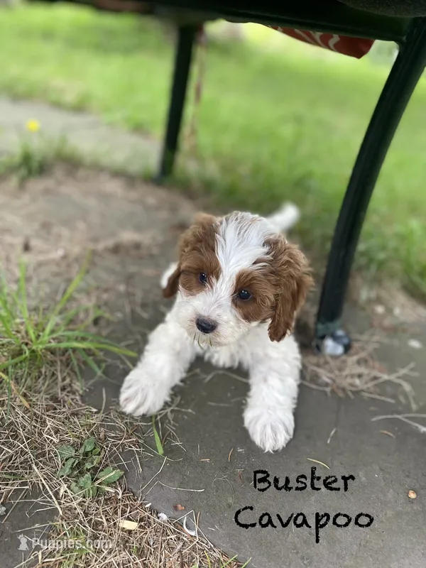 Buster  – Cavapoo, Poodle - Miniature  puppy for sale in Williamson, NY