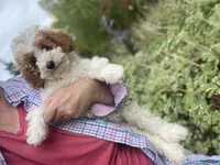 Misty mini , a female Poodle - Miniature  and Miniature Goldendoodle for sale in Williamson, NY – 3 of 7