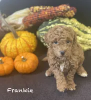 Frankie f1BB , a male Poodle - Miniature  and Miniature Goldendoodle for sale in Williamson, NY – 1 of 7