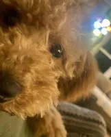 Jack mini, a male Goldendoodle and Poodle - Miniature  for sale in Williamson, NY – Photo 8 of 8