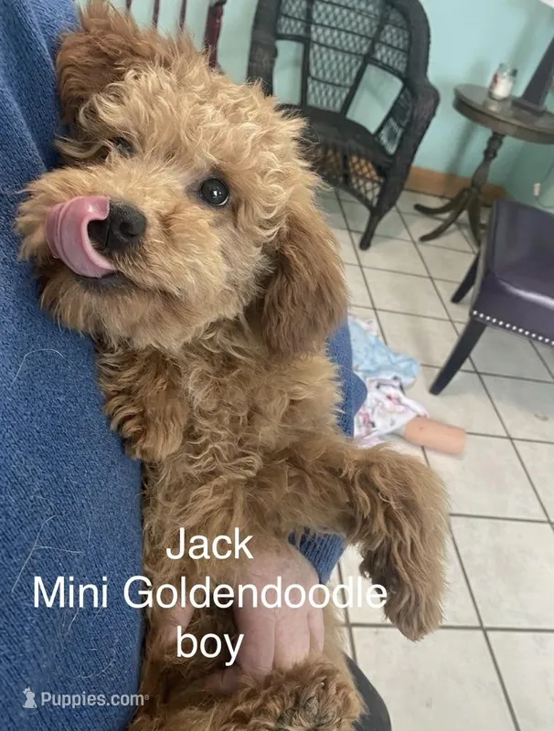 Jack mini – Goldendoodle, Poodle - Miniature  puppy for sale in Williamson, NY