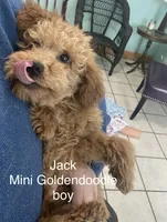 Jack mini, a male Goldendoodle and Poodle - Miniature  for sale in Williamson, NY – Photo 1 of 4