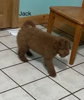 Jack mini, a male Goldendoodle and Poodle - Miniature  for sale in Williamson, NY – Photo 3 of 4