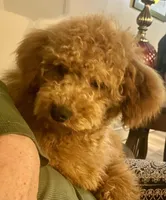 Jack mini, a male Goldendoodle and Poodle - Miniature  for sale in Williamson, NY – Photo 6 of 8